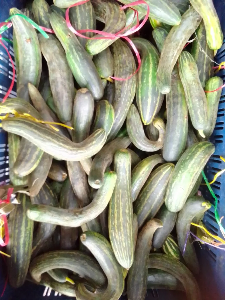 Cucumber-pumpkins are preferred for Ganeshotsav