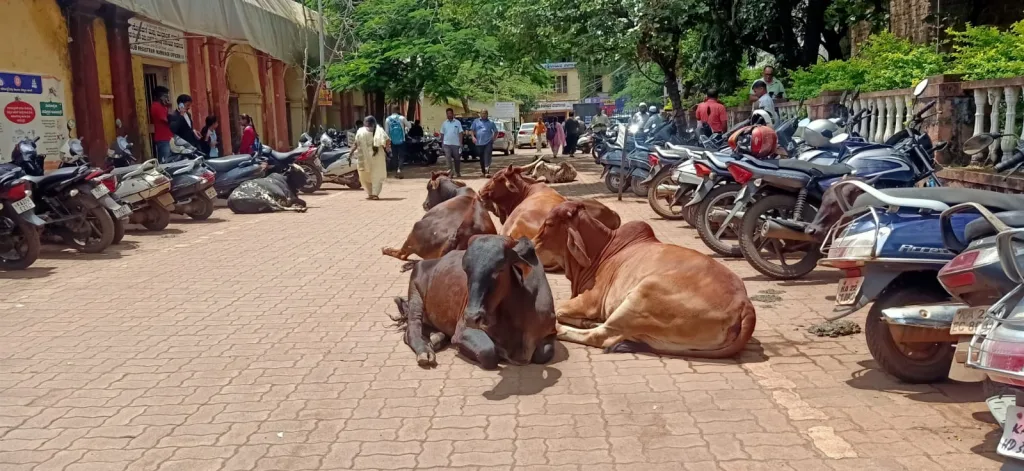 उपनोंदणी कार्यालयासमोर जनावरांनी मांडले ठाण In front of the Sub-Registrar Office, the animals were presented