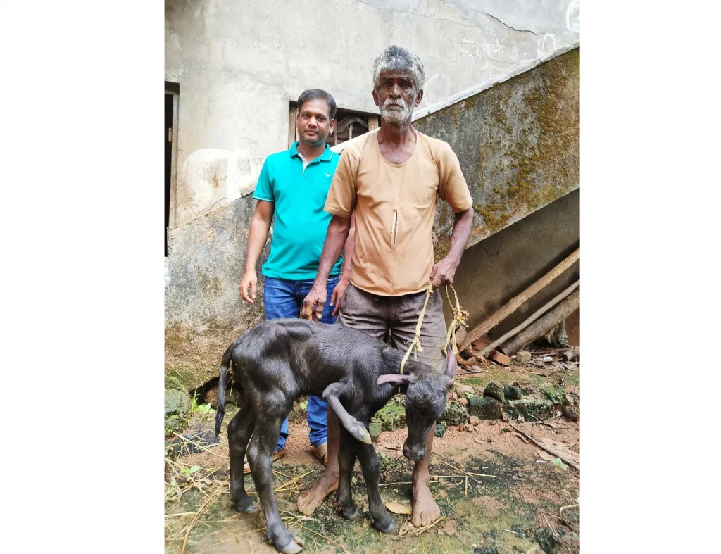 The buffalo gave birth to the five-legged Redka