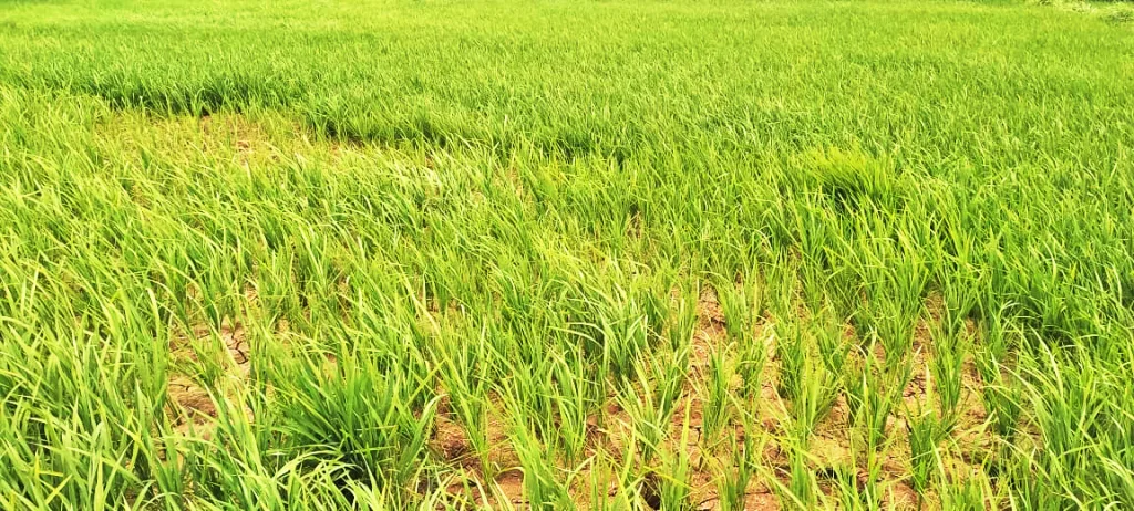 Peak Survey staff deprived of gratuity