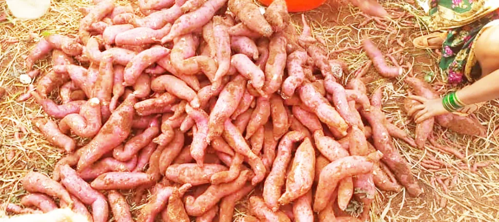 Inflow of sweet potatoes during rainy season