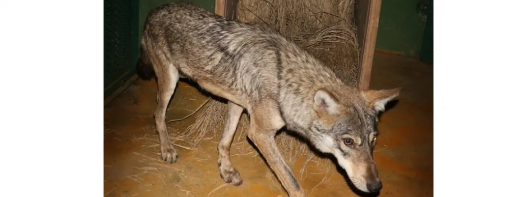 Foxes have increased in the city