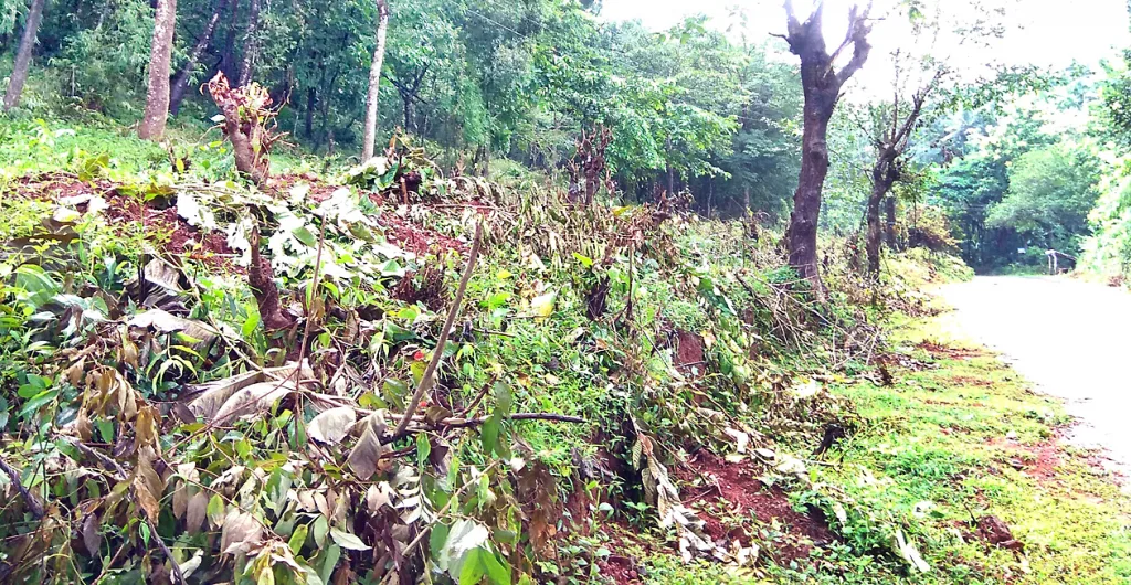 Clearing of bushes at Nirankal to alert against cow raids