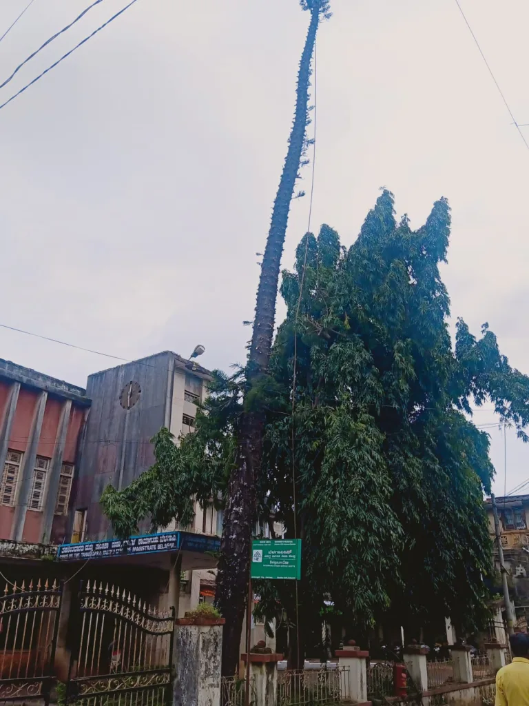 The dangerous tree in front of Tehsildar office was removed