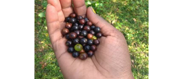 Which is the unsold fruit?