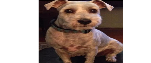 आपल्या प्रतिमेसह जन्मला श्वान A dog born in your image