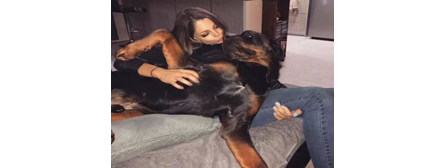 Beware of (even your own) dog