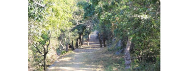Lush forest in desert Rajasthan