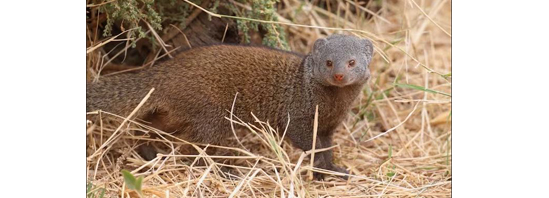 These creatures 'digest' snake venom...