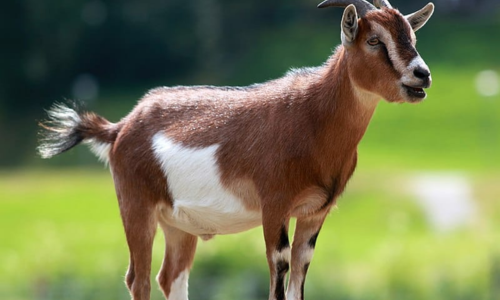 Ratnagiri : बकऱ्याची मान पिरगळून मारणाऱ्या संशयिताला जामीन; सोमेश्वर येथील घटना Ratnagiri Someshwar taluka