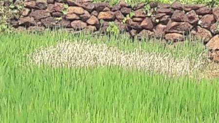 Rice cultivation in Konkan