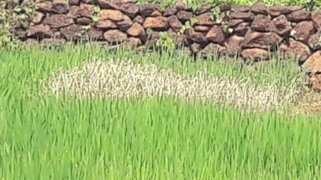 Ratnagiri : कोकणातील भात शेती करपली Rice cultivation in Konkan
