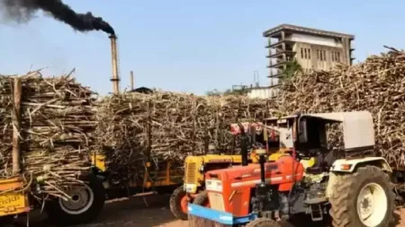 kolhapur rain impact in sugarcane factory