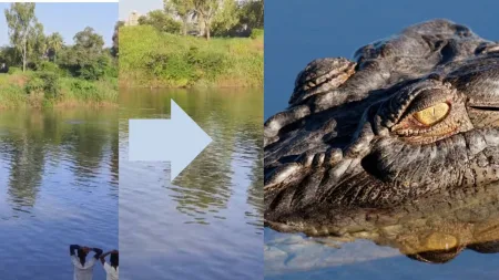 swimmers and crocodile in Sangli Krishna river