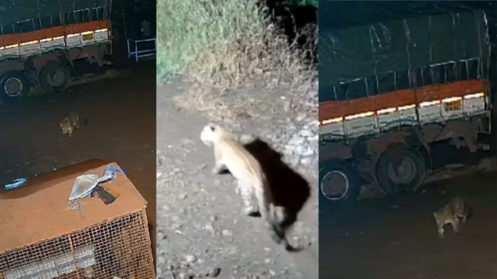 Satara : वराडे गावात घुसलेला बिबट्या सीसीटीव्ही कॅमेऱ्यात कैद Leopard entering sangli Varade village seen on the CCTV camera animal marathi news