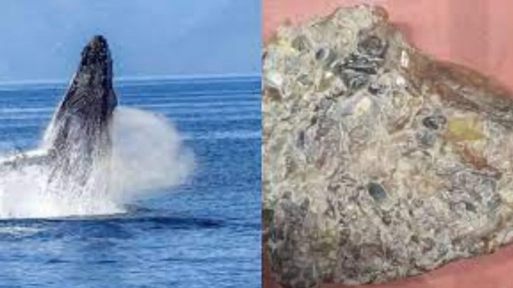 महाबळेश्वर : व्हेल माश्याच्या उलटी प्रकरणी तिघांना अटक whale vomit case Three arrested in Mahabaleshwar satara crime