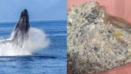 whale vomit case Three arrested in Mahabaleshwar satara crime