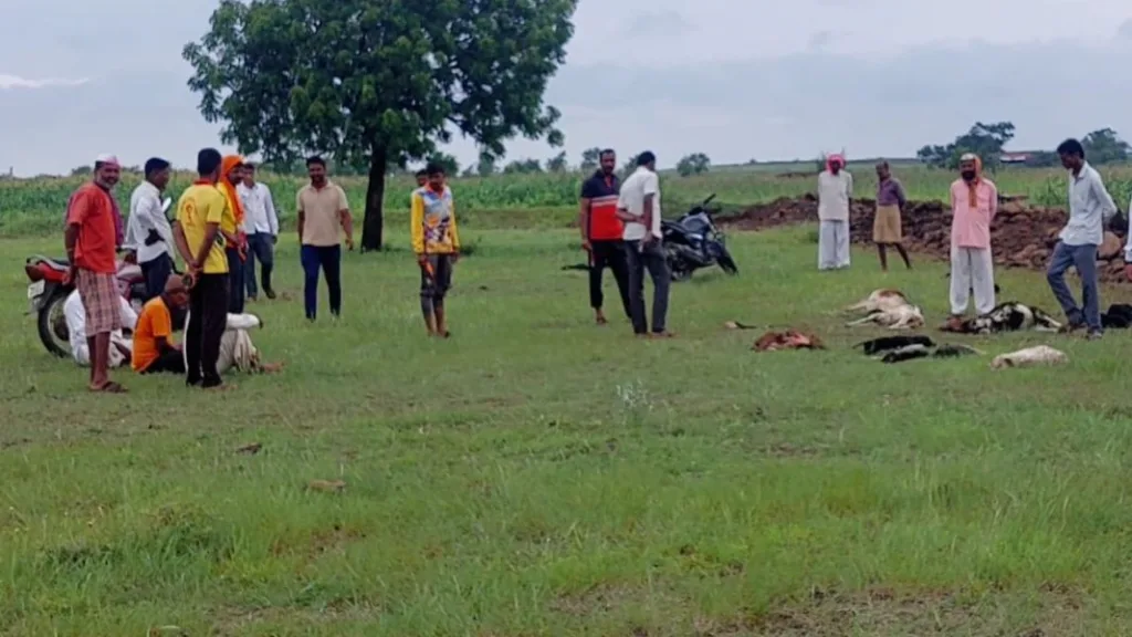 बागेवाडीत मेंढपाळाच्या कळपावर हल्ला, 26 मेंढ्या ठार leopard Goat Attack on shepherd herd in Bagewadi 26 sheep killed