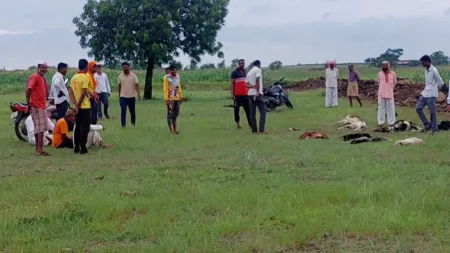 leopard Goat Attack on shepherd herd in Bagewadi 26 sheep killed