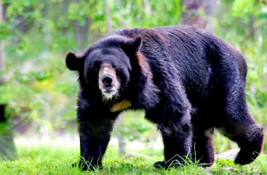 A biker chased by a bear