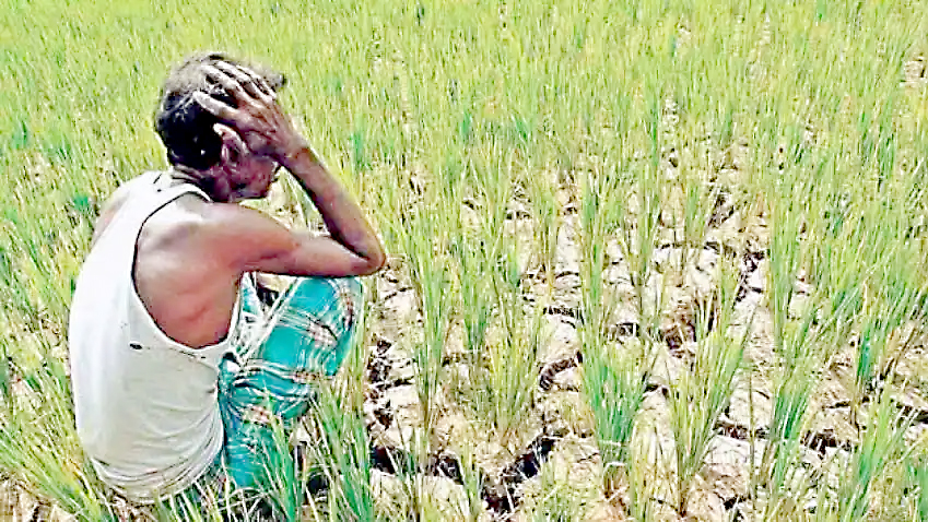 Give increased compensation to the affected farmers