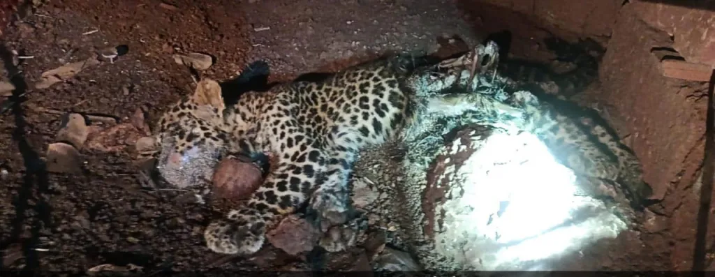 राजापूर : नवेदर-लोणदवाडी येथे सापडला मृत बिबट्या