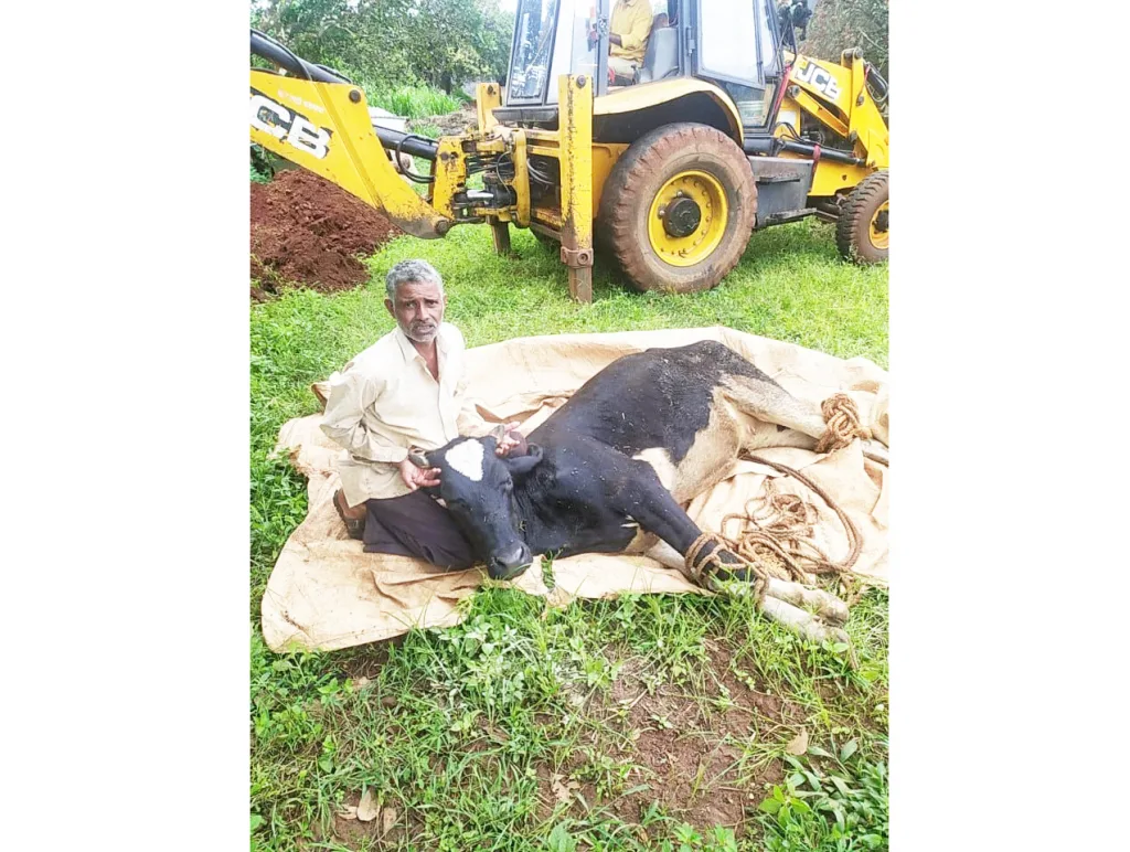 Sudden burning of animals in Kudremani worries farmers