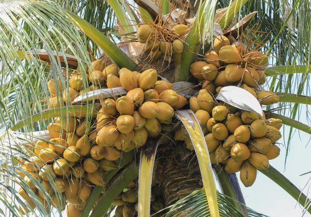 There are many challenges facing the Goan coconut