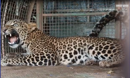 Ratnagiri leopard caught