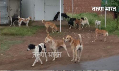 भारतनगर परिसरातील कुत्र्यांचा बंदोबस्त करा Settlement of dogs in Bharatnagar area