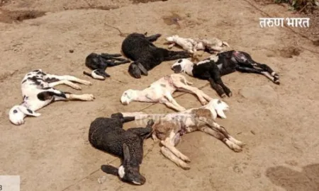 Kolhapur : तरससदृश वन्यप्राण्यांच्या हल्ल्यात 11 बकरी ठार; हातकणंगले तालुक्यातील सावर्डे येथील घटना Kolhapur Hatkanangle Sawarde