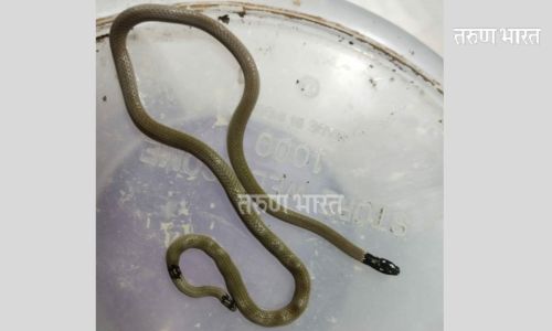 Kolhapur : पेठवडगावात सापडला दुर्मिळ प्रजातीचा विषारी साप Kolhapur Rare species poisonous snake