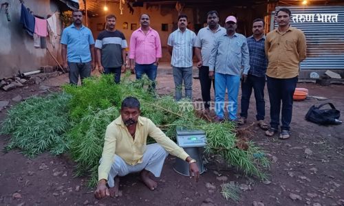 Sangli : जत तालुक्यातील बाज येथे गांजा शेतीवर छापा, 2 लाखांचा गांजा जप्त Sangli Raid ganja farm