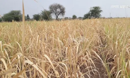 Kolhapur Sarawade Farmers