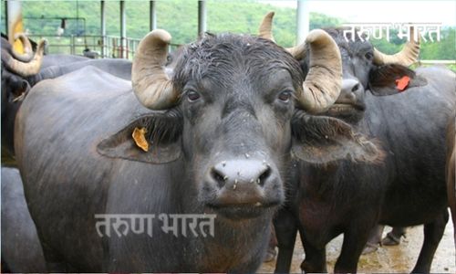 3 वर्षांत 4371 म्हैशींच्या खरेदीसाठी अनुदान; वर्षभरात ‘गोकुळ’चे 1575 जातीवंत म्हैस खरेदीसाठी 4.72 कोटी अनुदान