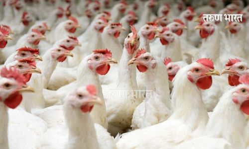 Don't believe rumors about bird flu
