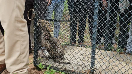 विहिरीत पडलेल्या दोन बछड्यांना वनविभागाने वाचवले