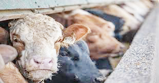 Animals are also stressed due to increasing temperature