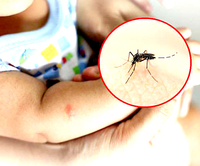 44 dengue patients in Fonda taluk in a month