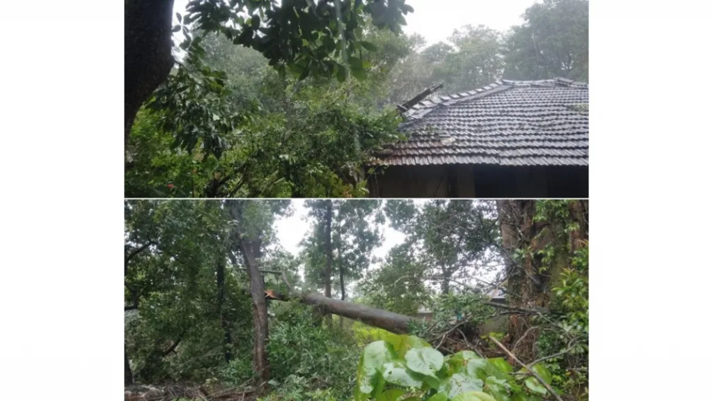 डिगस येथे पवार कुटुंबियांच्या घरावर झाड कोसळून नुकसान