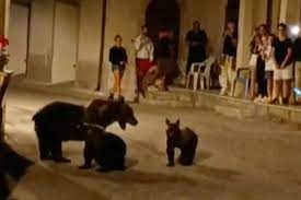 Bear shot dead in Italy