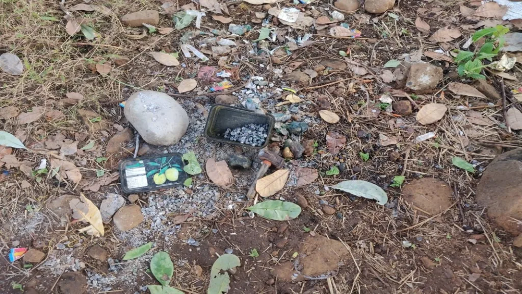 मळेवाड येथे गावठी बॉम्ब खाल्ल्याने वासराचा मृत्यू