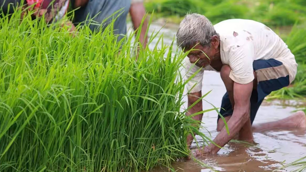 रत्नागिरीत भातलागवड क्षेत्र घटले Bhatlagwad area decreased in Ratnagiri
