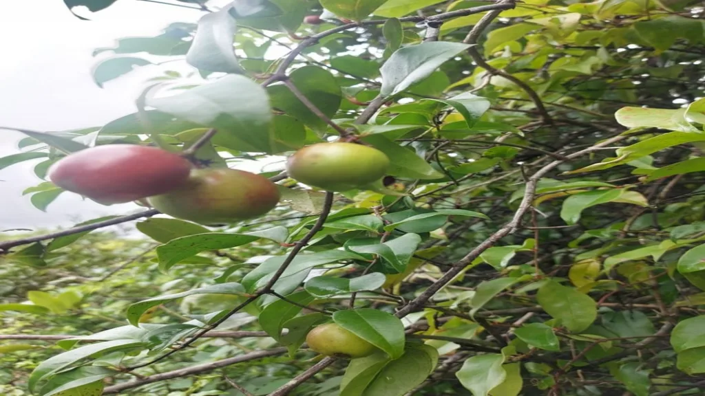 आंबोली- गेळेत पावसाळ्यातही उगवतायत रेडे करवंद