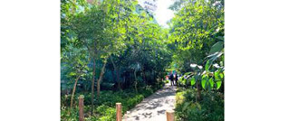 Growing trend of pocket forests in 5 continents