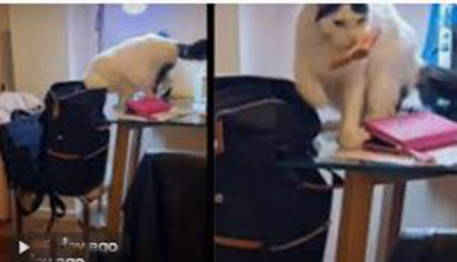 मांजराने बॅगेतून चोरले नोटांचे बंडल A cat stole a bundle of notes from a bag