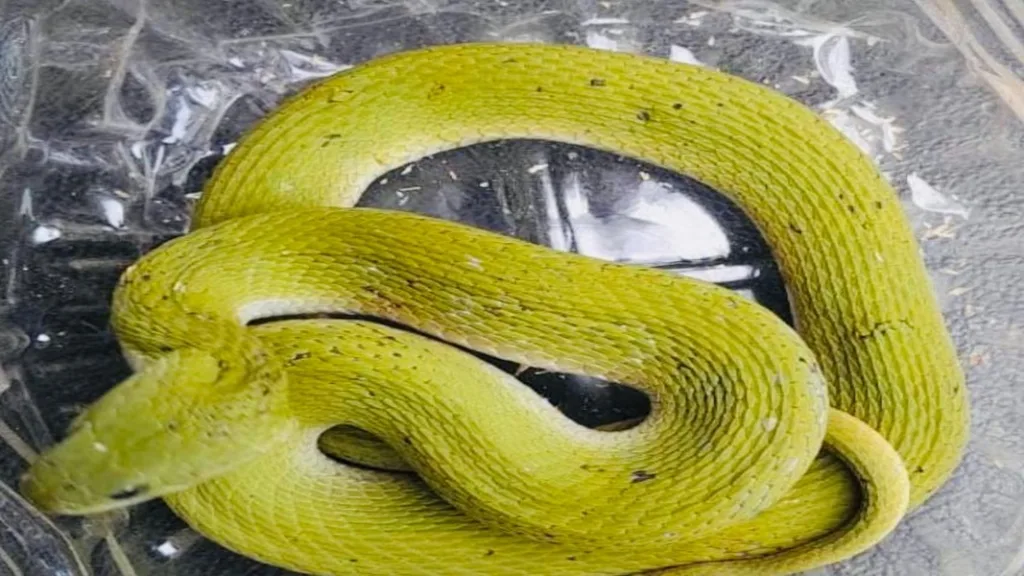 दांडेली येथे गवत्या सापाला सर्पमित्र महेश राऊळ यांनी दिले जीवदान