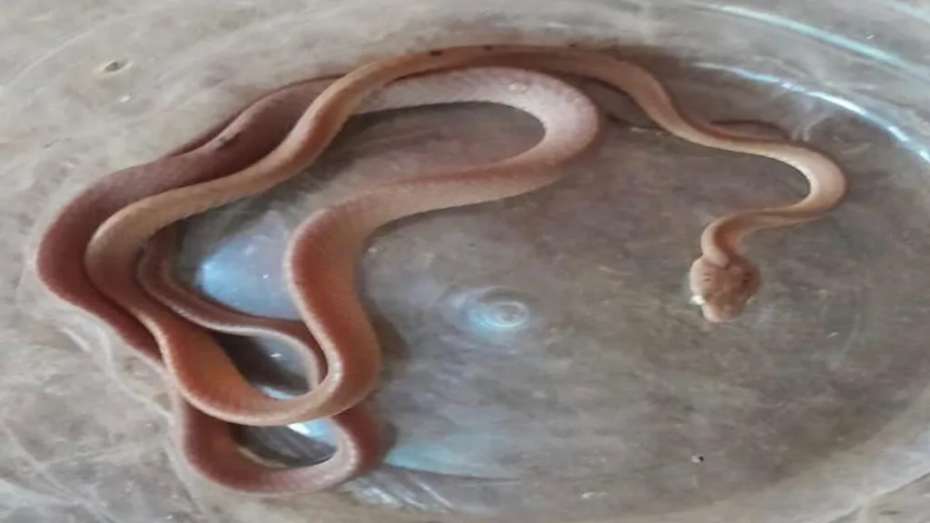 तुळस मध्ये आढळला नीम विषारी फोस्ट्रेन कॅट स्नेक