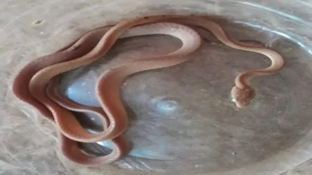 तुळस मध्ये आढळला नीम विषारी फोस्ट्रेन कॅट स्नेक