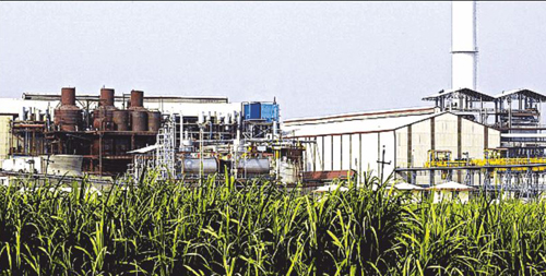 Shares of sugar companies are booming